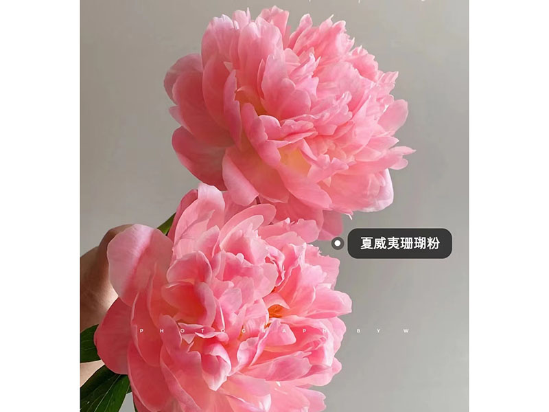 夏威夷珊瑚粉 極早期 花徑極大 香味濃